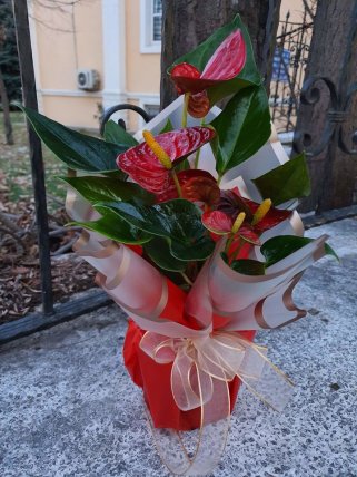 Anthurium (Antoryum) Çiçeği, Güzelbahçe Çiçekçi