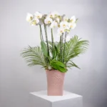 Özel Seramik Saksıda 6 Dal Orkide