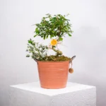 Özel Tasarım Saksıda Bonzai Zelkova