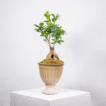 Özel Seramik Saksıda Bonzai Ginseng