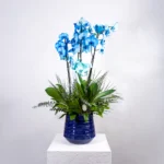 Seramik Saksıda 3 Dal Mavi Orkide