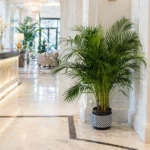 Areca Salon Palmiye