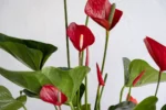Saksıda Büyük Boy Anthurium - Görsel 2