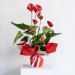 Saksıda Büyük Boy Anthurium
