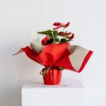 Saksıda Anthurium
