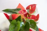 Saksıda Anthurium - Görsel 2